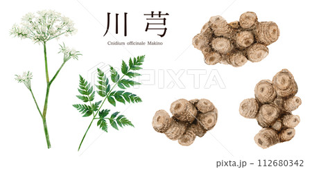 川芎(センキュウ)漢方薬の水彩画イラスト 川芎(センキュウ)漢方薬の水彩画イラスト 112680342