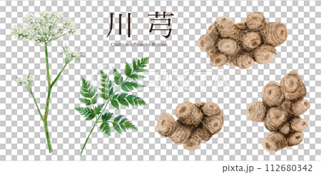 Watercolor illustration of Senkyu Chinese herbal medicine Watercolor illustration of Senkyu Chinese herbal medicine 112680342