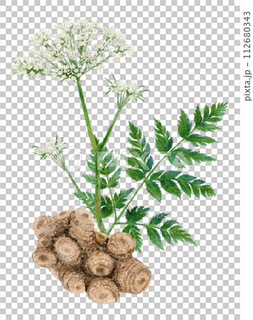 Watercolor illustration of Senkyu Chinese herbal medicine 112680343