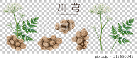 Watercolor illustration of Senkyu Chinese herbal medicine 112680345