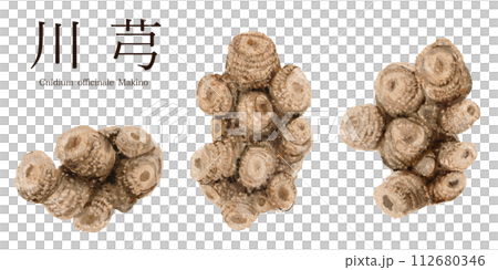 Watercolor illustration of Senkyu Chinese herbal medicine 112680346