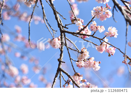 大寒桜（安行桜） 112680471