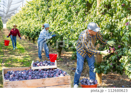Team of farm workers harvesting organic plums Team of farm workers harvesting organic plums 112680623