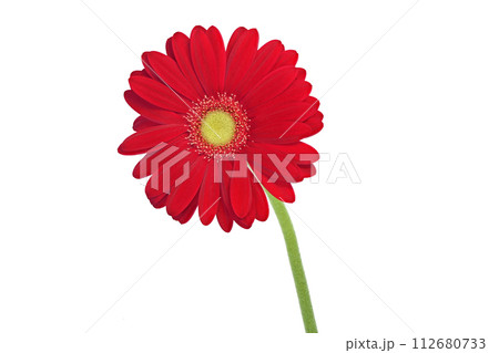 【ガーベラ】 (深度合成) 112680733