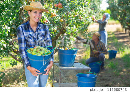 Three workers picking pears 112680748