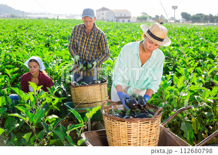 Three workers harvesting eggplants 112680798