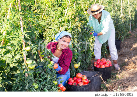 Hardworking farmers harvest ripe tomatoes, putting them in buckets 112680802