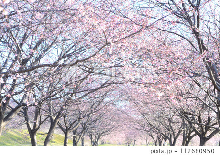 北浅羽桜堤公園の桜並木（安行桜） 112680950