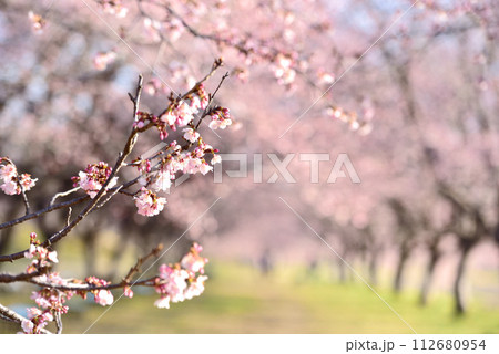 北浅羽桜堤公園の桜並木(安行桜) 北浅羽桜堤公園の桜並木(安行桜) 112680954