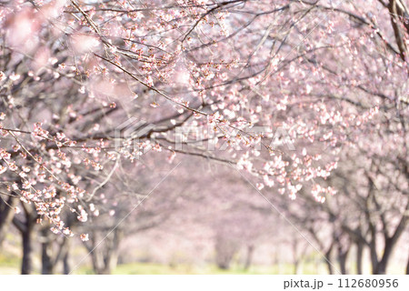 北浅羽桜堤公園の桜並木(安行桜) 北浅羽桜堤公園の桜並木(安行桜) 112680956