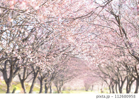 北浅羽桜堤公園の桜並木（安行桜） 112680958