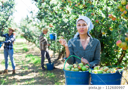 Group of people picking pears Group of people picking pears 112680997
