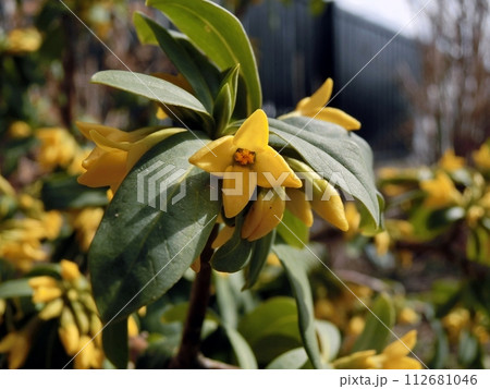 ナニワズ(秋田市・2/29) ナニワズ(秋田市・2/29) 112681046