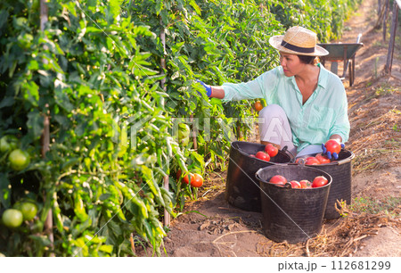 Asian woman harvests tomatoes on a plantation Asian woman harvests tomatoes on a plantation 112681299