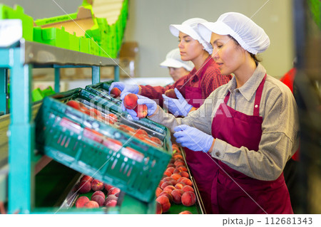 Hired farm worker checks and sorts peaches in warehouse 112681343