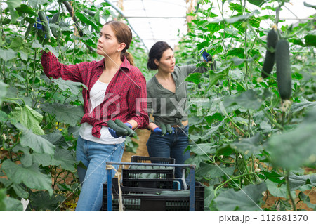 Woman and young lady collecting cucumbers Woman and young lady collecting cucumbers 112681370