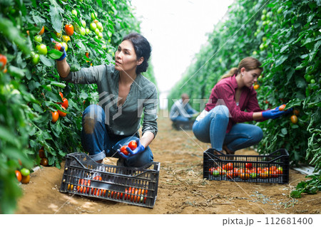 Asian with tomatoes Asian with tomatoes 112681400