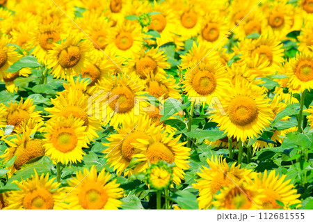 ひまわり(津南ひまわり広場) ひまわり(津南ひまわり広場) 112681555