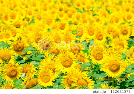 ひまわり(津南ひまわり広場) ひまわり(津南ひまわり広場) 112681572