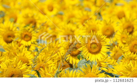 ひまわり(津南ひまわり広場) ひまわり(津南ひまわり広場) 112681625