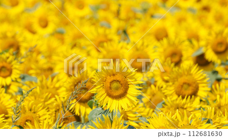 ひまわり(津南ひまわり広場) ひまわり(津南ひまわり広場) 112681630