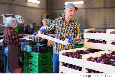 Male employee of fruit factory carrying box with plums 112681751