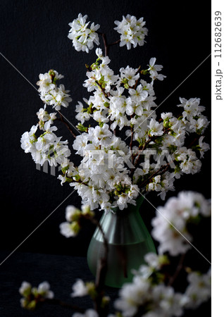 部屋に飾られた桜の花　黒背景 112682639