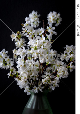 部屋に飾られた桜の花 黒背景 部屋に飾られた桜の花 黒背景 112682640