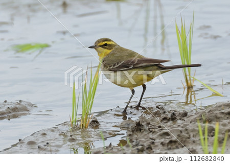 生き物　野鳥　ツメナガセキレイ、眉班が黄色いので『キマユツメナガセキレイ』とも呼ばれます 112682840