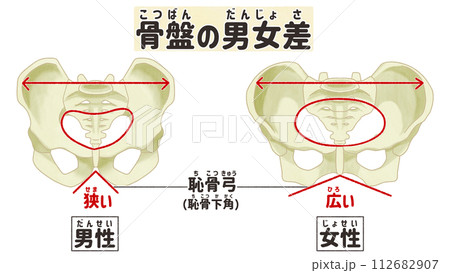 骨盤の男女差　わかりやすい日本語図解イラスト 112682907