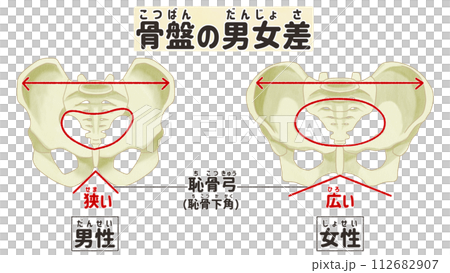 骨盤の男女差　わかりやすい日本語図解イラスト 112682907