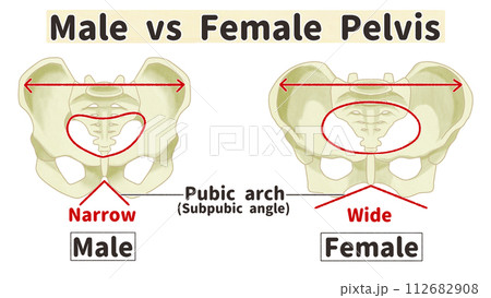 骨盤の男女差　わかりやすい英語図解イラスト 112682908