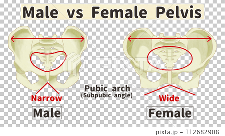 骨盤の男女差　わかりやすい英語図解イラスト 112682908