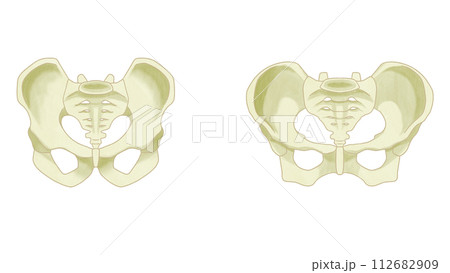 骨盤の男女差　わかりやすい図解イラスト 112682909