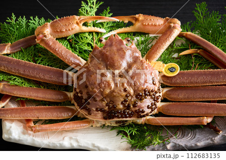 福井県産、活越前蟹 112683135