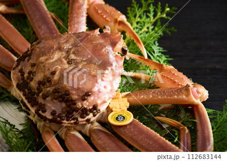 福井県産、活越前蟹 112683144