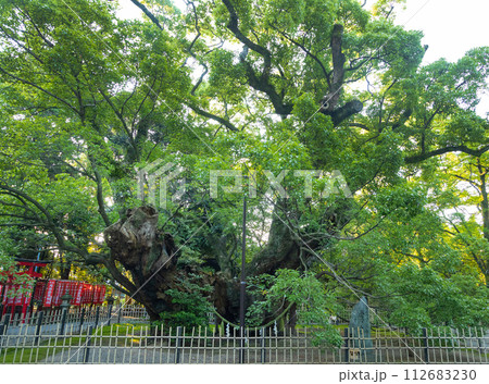 浜松八幡宮　御神木　雲立のクス 112683230