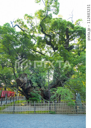 浜松八幡宮 雲立のクス 浜松八幡宮 雲立のクス 112683231