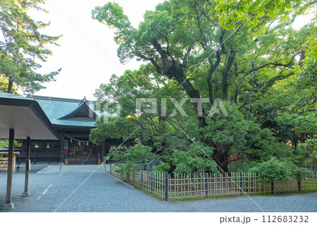浜松八幡宮 社殿と雲立のクス 浜松八幡宮 社殿と雲立のクス 112683232