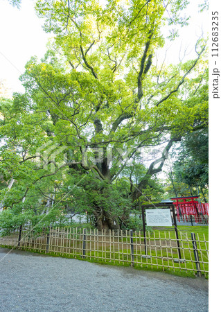 浜松八幡宮　雲立のクス 112683235