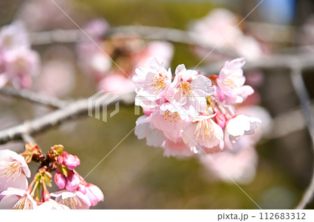 青空に映える桜 112683312