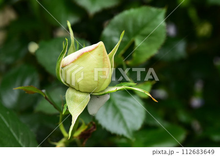 バラ ピエールドゥロンサールの蕾 バラ ピエールドゥロンサールの蕾 112683649