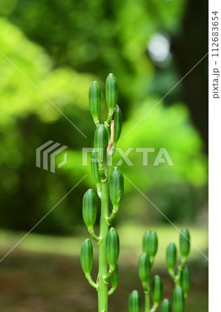 オオウバユリの花後 112683654