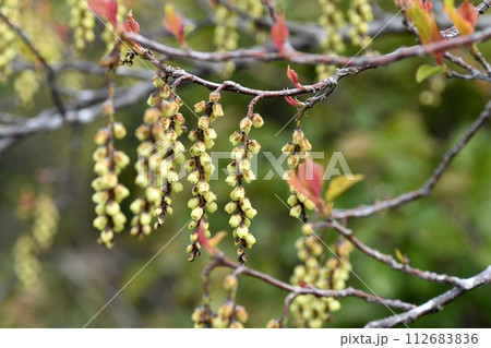 キブシの花 キブシの花 112683836