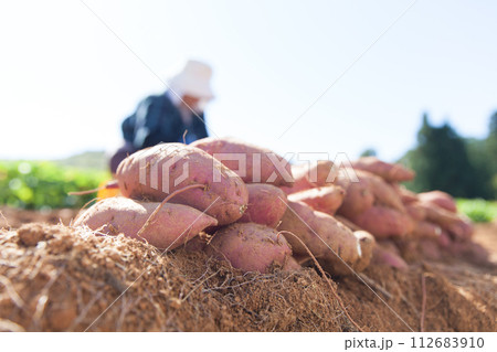サツマイモを収穫する農家 サツマイモを収穫する農家 112683910