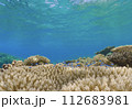 阿嘉島浅瀬の珊瑚礁 112683981