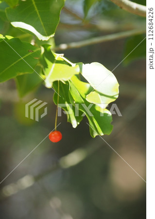赤いまるい木の実 赤いまるい木の実 112684226