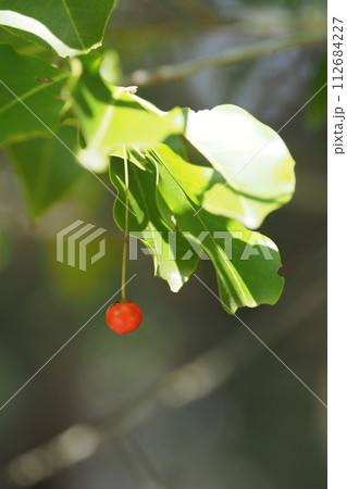 赤い丸い木の実 112684227