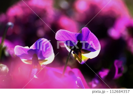 早春の光を浴びるパンジーの花 早春の光を浴びるパンジーの花 112684357