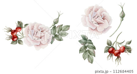Composition of pink rose hip flower with buds, leaves and red berries with isolates. Floral watercolor illustration hand painted isolated on white background. Perfect for invitation, cards, posters, l Composition of pink rose hip flower with buds, leaves and red berries with isolates. Floral watercolor illustration hand painted isolated on white background. Perfect for invitation, cards, posters, l 112684405